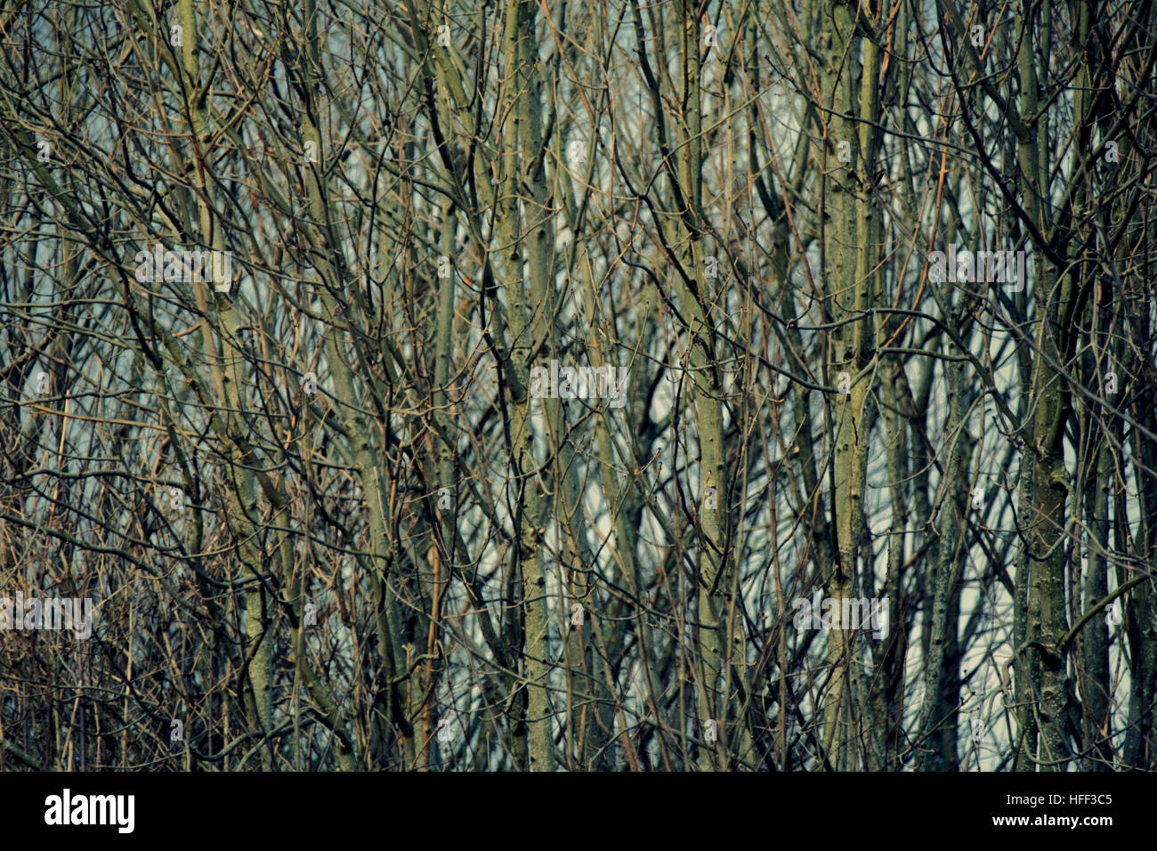 Im Herbst Laub-Bäume goldene Blätter Muster und Farbe Stockfoto