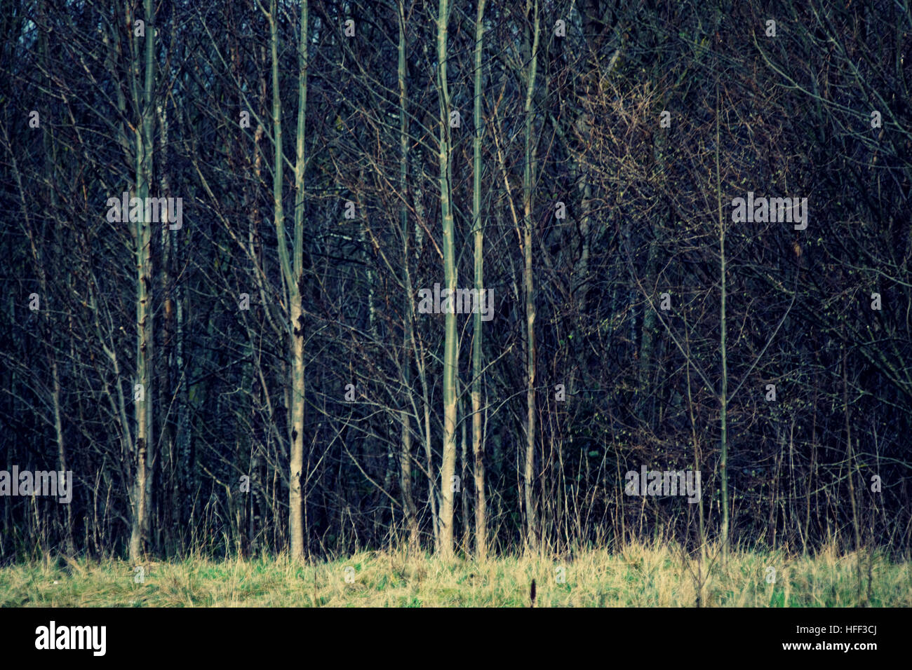 Im Herbst Laub-Bäume goldene Blätter Muster und Farbe Stockfoto