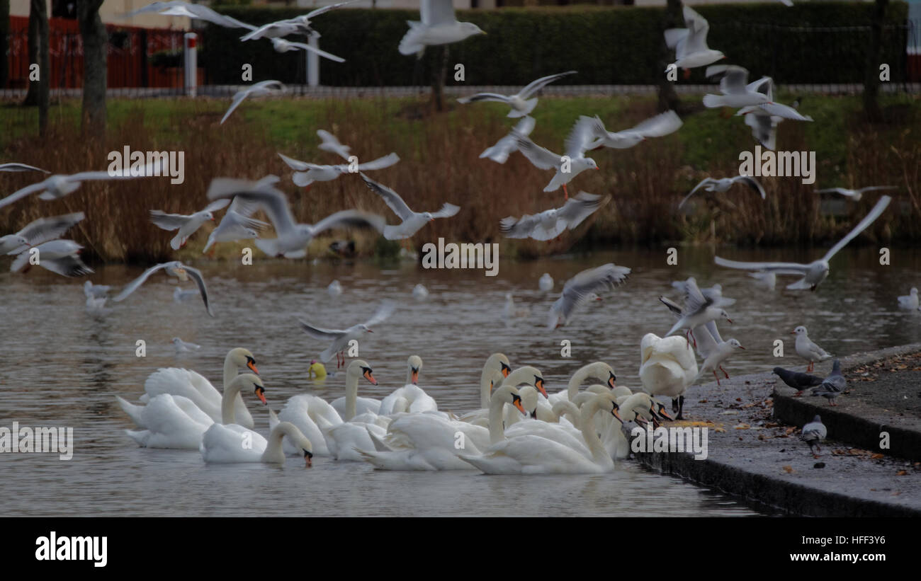 Schwäne und Möwen Kampf um Nahrung in Knightswood park Stockfoto