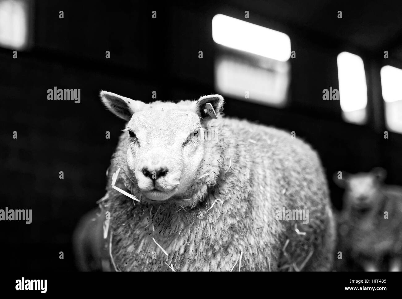Schafe im Stall Stockfoto
