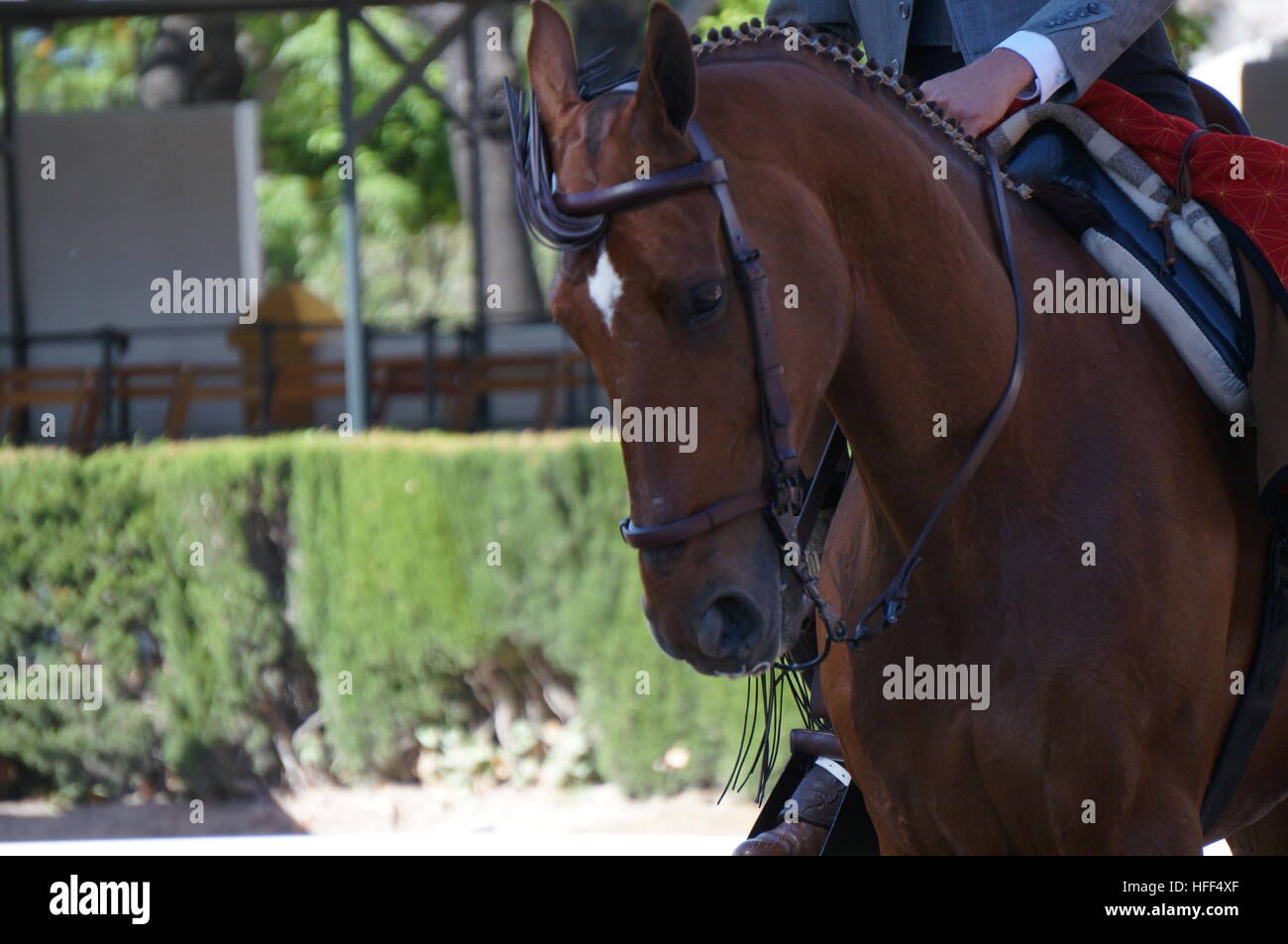 Andalusischen Reitkunst während der Feria in Jerez De La Frontera.Competition der Dressur Doma Vaquera in Deposito Sementales (Reserve Hengste). Die Doma Vaquera stammt aus der Arbeit der Vieh-Reiter.    -08/05/2013 - Spanien / Andalusien / Jerez De La Frontera - die andalusischen Reitkunst ist berühmt in der ganzen Welt dank der königlichen andalusischen Schule der Reitkunst ist ein Ausbildungszentrum für die besten andalusischen Reiter und ein Wintergarten von Reitsport Erbe und Traditionen der Region. Die Kunst der Dressur und Hotse Wagen vertreten sind alle Stockfoto