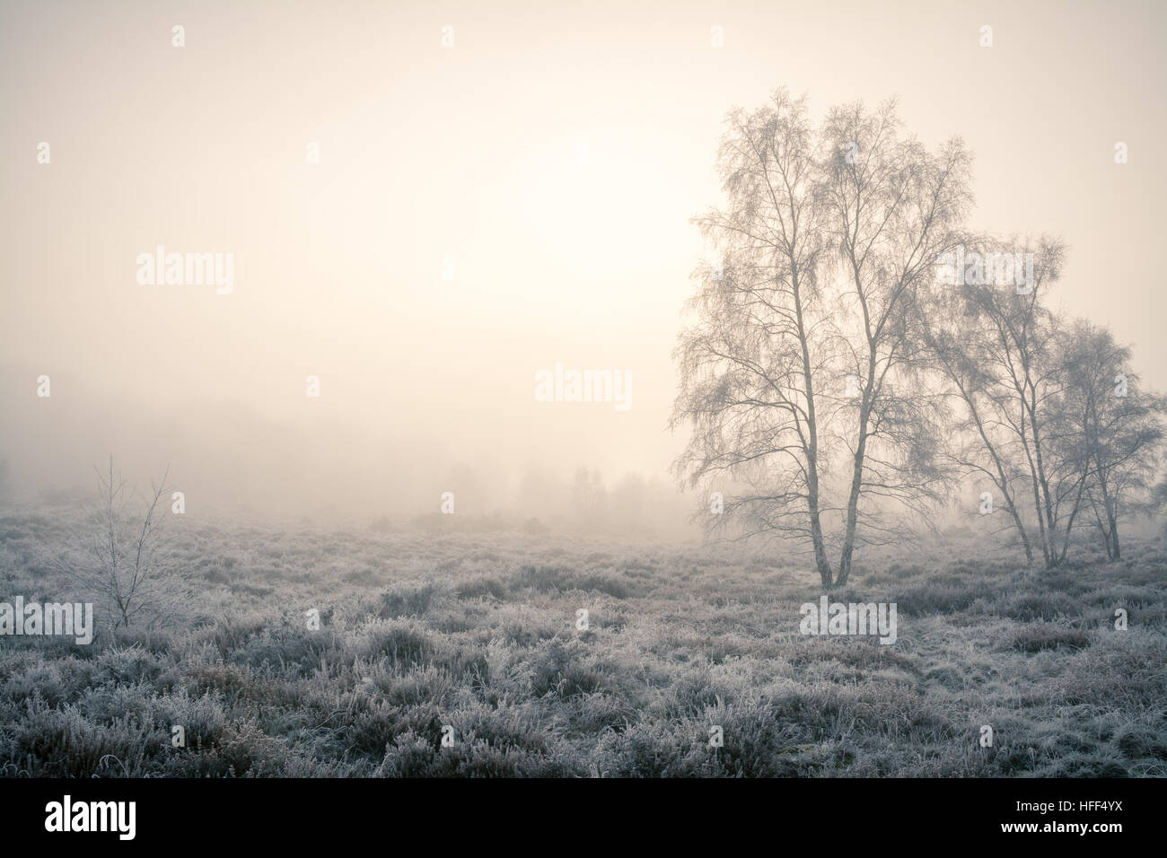 Winterlandschaft Szene von Heide und Bäumen im eisigen Nebel. Frensham Common in der Surrey Hills Area of Outstanding Natural Beauty, Großbritannien Stockfoto