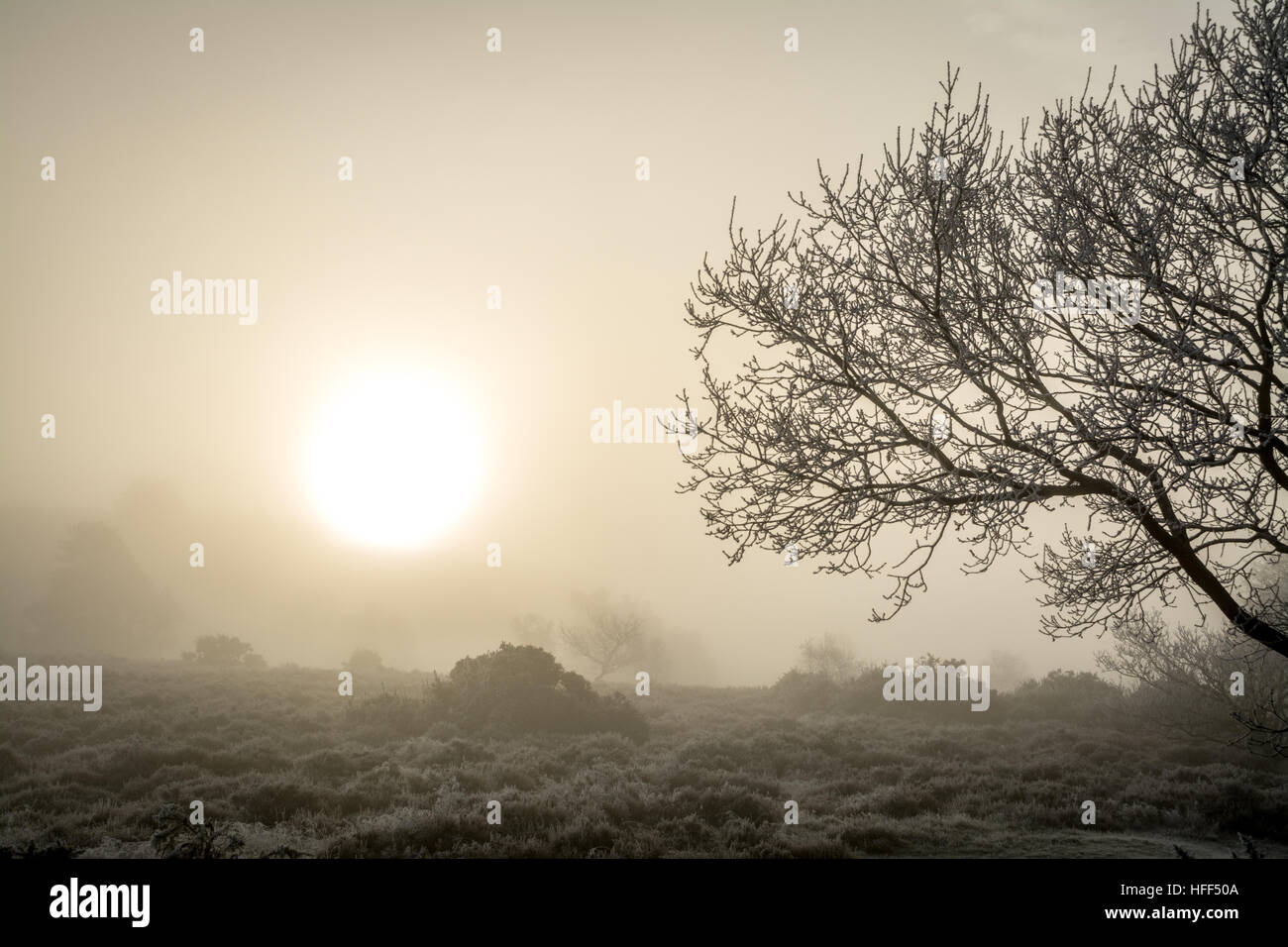 Winterlandschaft Szene von Heide und Bäumen im eisigen Nebel. Frensham Common in der Surrey Hills Area of Outstanding Natural Beauty, Großbritannien. Stockfoto