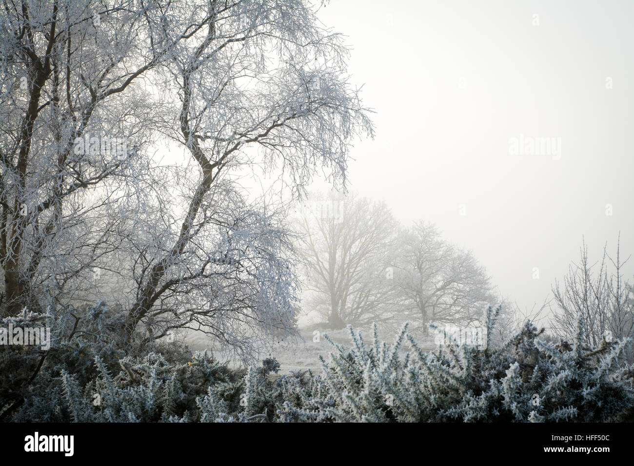 Winterlandschaft bei Frensham Common in den Surrey Hills AONB, Großbritannien, mit eisigen Nebel im Dezember Stockfoto
