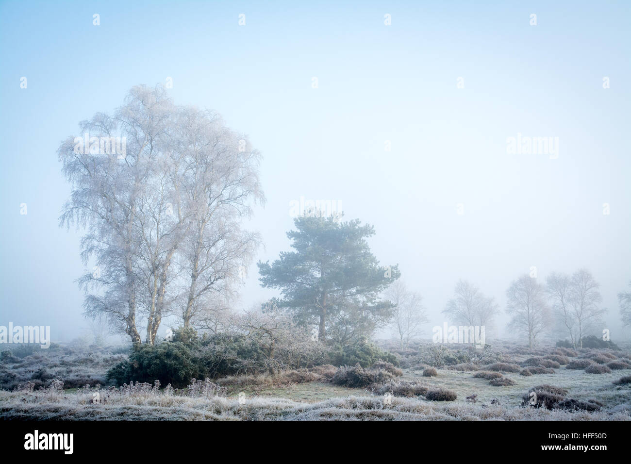 Winterlandschaft Szene von Heide und Bäumen im eisigen Nebel. Frensham Common in der Surrey Hills Area of Outstanding Natural Beauty, Großbritannien. Stockfoto