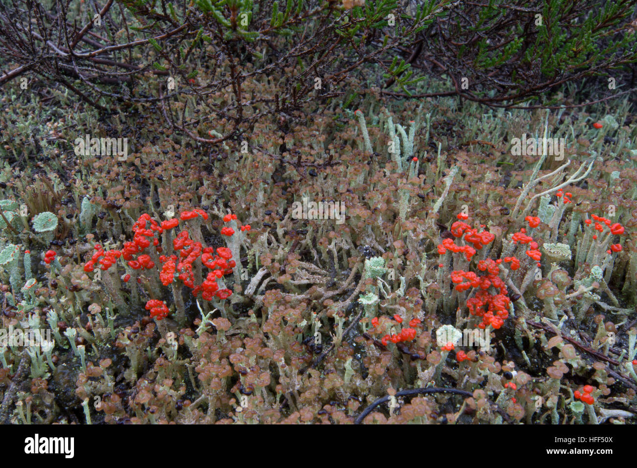 Nahaufnahme von Matchstick Flechten (Cladonia Cristatella oder britische Soldaten) Stockfoto