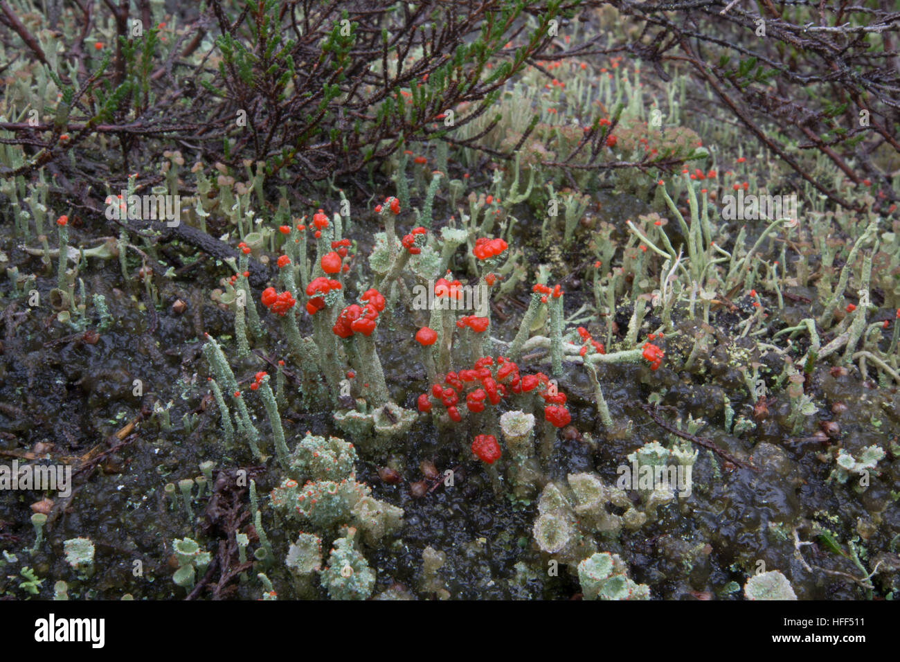 Nahaufnahme von Matchstick Flechten (Cladonia Cristatella oder britische Soldaten) Stockfoto
