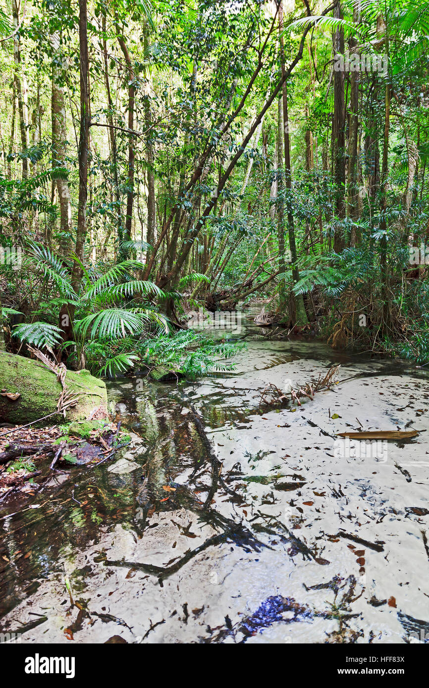 Entfernten Befunde Süßwasser Creek in der Nähe Hauptbahnhof auf Sandinsel Fraser in Australien. Üppige immergrüne Pflanzenwelt des australischen Regenwaldes. Stockfoto