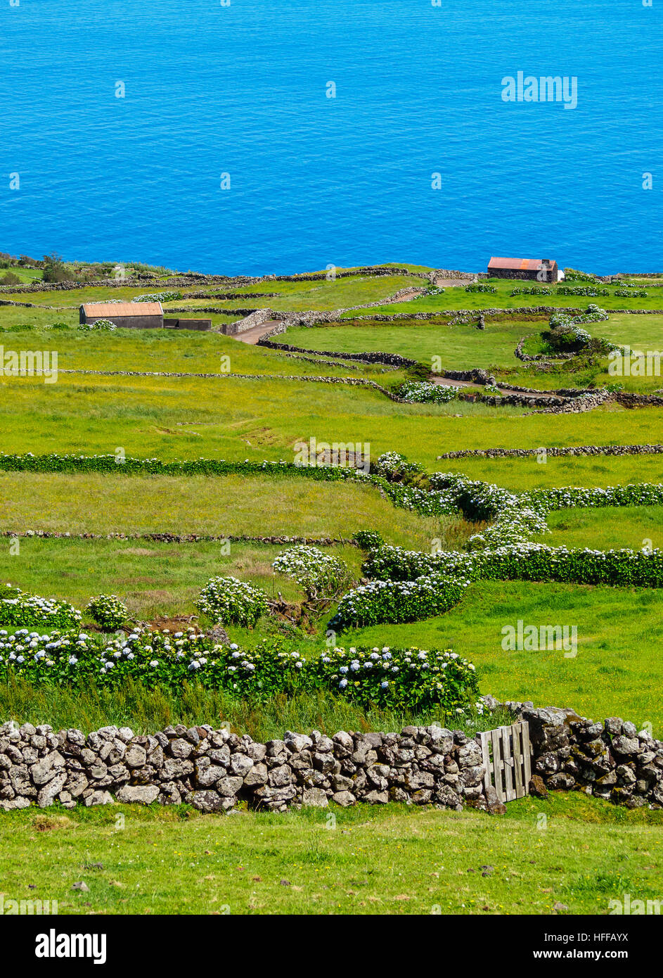 Portugal, Azoren, Corvo, grüne Felder auf der Insel. Stockfoto