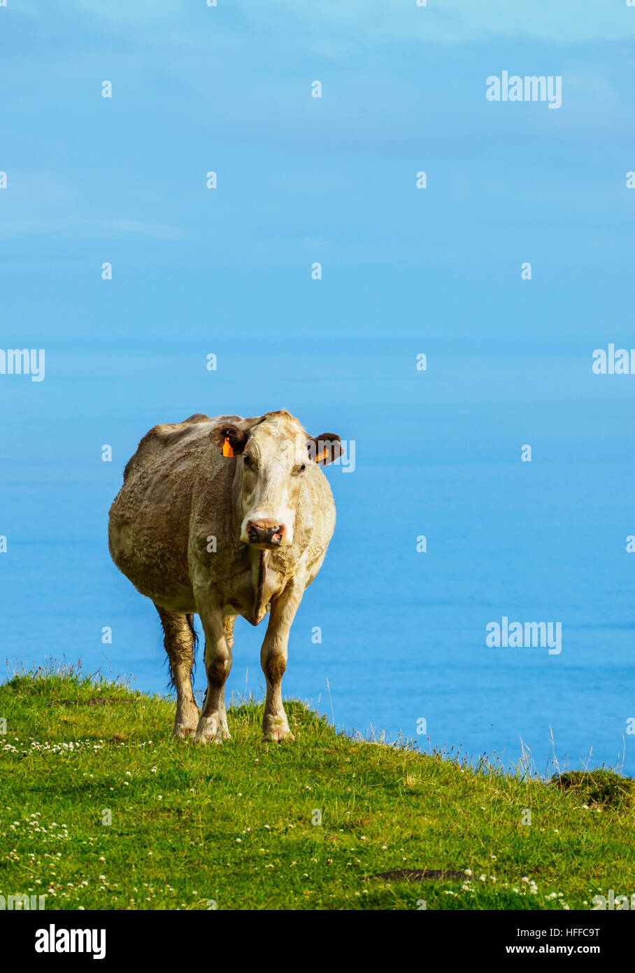 Portugal, Azoren, Kuh auf Corvo Insel. Stockfoto