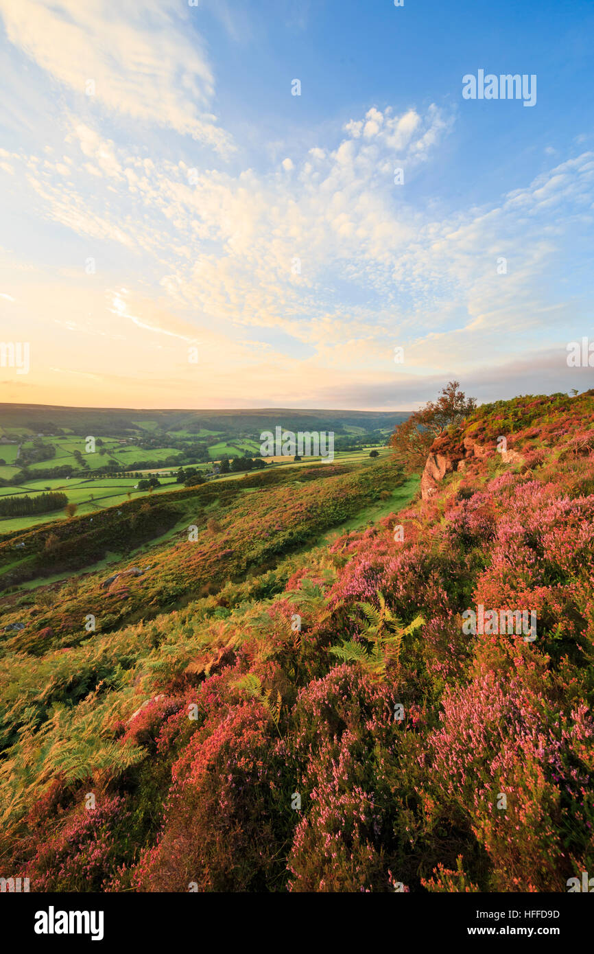 Heather auf den Klippen über Danby Dale und Botton Dorf wächst. North York Moors National Park. Stockfoto