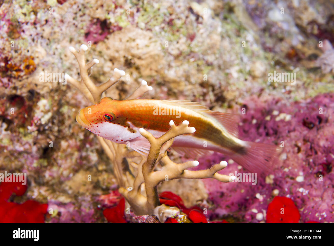 Schwarz-seitig Hawkfish, Blackside Hawkfish, sommersprossiges Hawkfish oder Forsters Hawkfish (Paracirrhites Forsteri) Rotes Meer, Sharm El Sheikh, Sinai-Halbinsel, Stockfoto