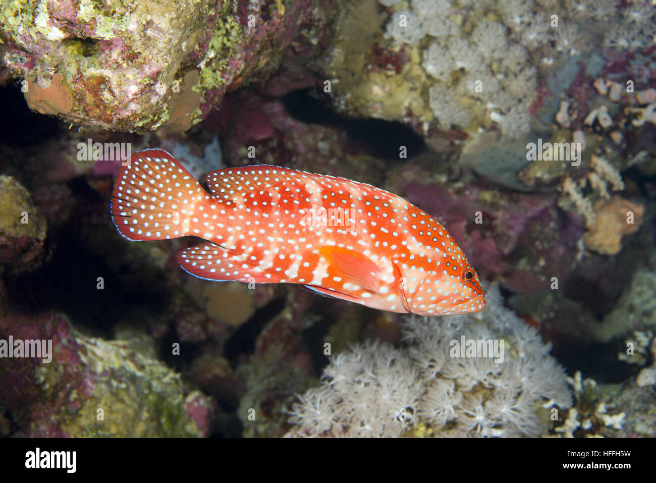 Korallen-Zackenbarsch (Cephalopholis Miniata) schwimmt über ein Korallenriff erschrecken Fischschwarm Meer Goldie (Pseudanthias Squamipinnis) und Bicolor Riffbarsche (Ch Stockfoto