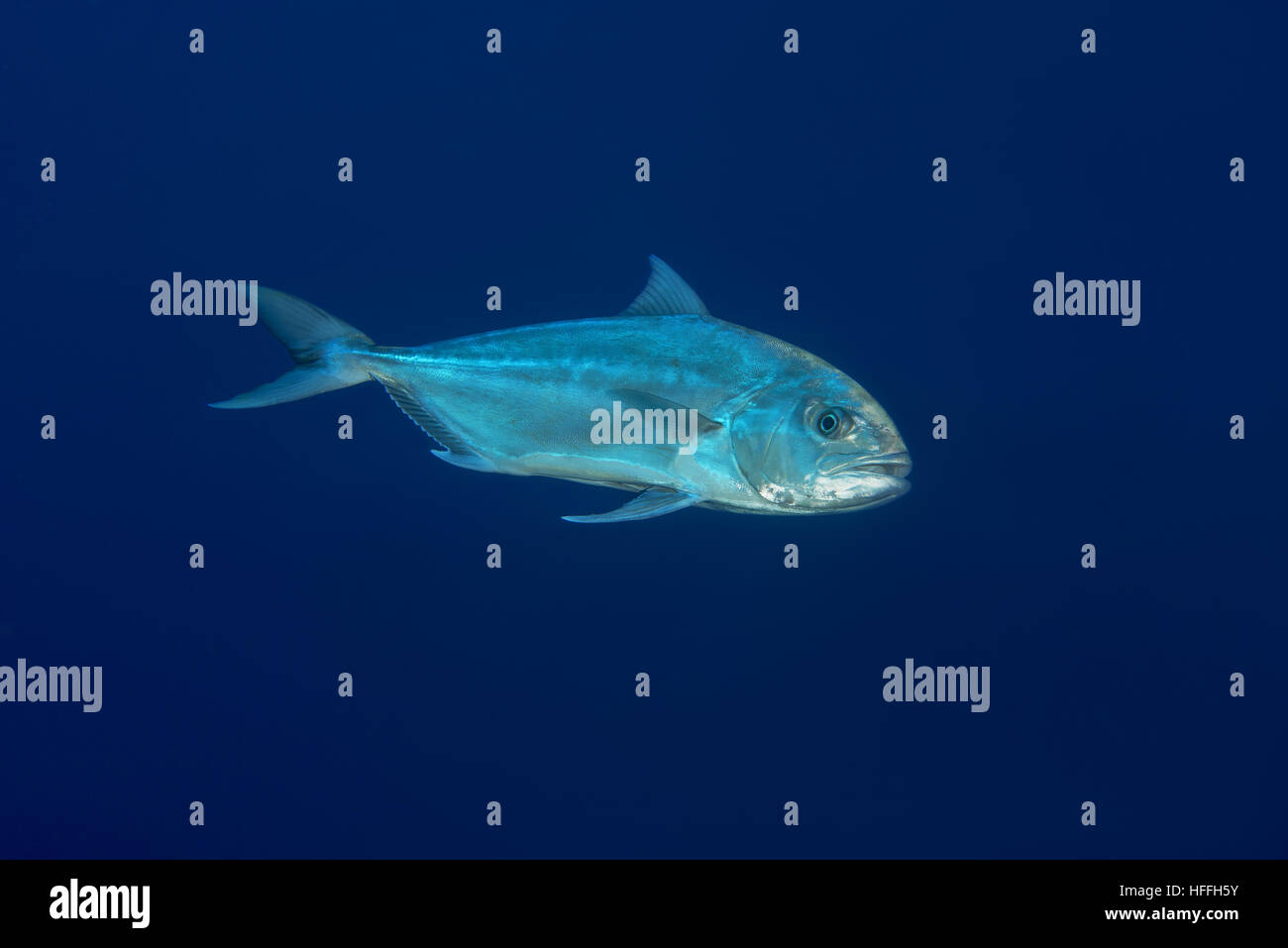 Größere Amberjack oder Alliierten Königsmakrele (Seriola Dumerili) auf blauem Hintergrund, Rotes Meer, Sharm El Sheikh, Sinai-Halbinsel, Ägypten Stockfoto