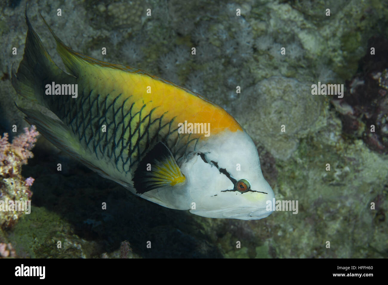 Sling-Kiefer Lippfische oder Jawslinger (Epibulus Insidiator) schwimmt im Hintergrund eines Korallenriffs, Rotes Meer, Sharm El Sheikh, Sinai-Halbinsel, Ägypten Stockfoto