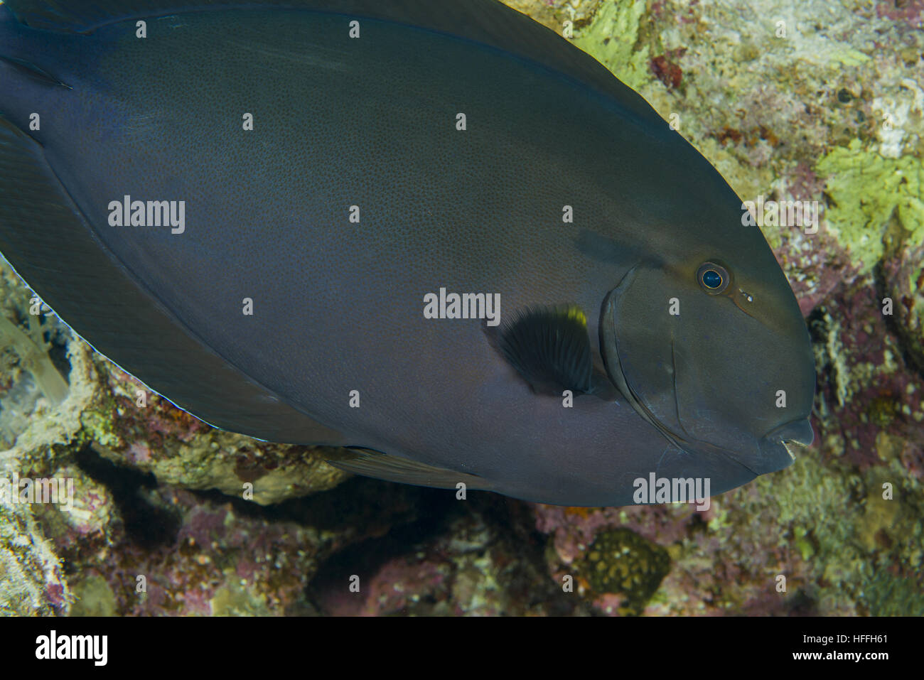 Schwarz-Doktorfisch (Acanthurus Gahhm) Rotes Meer, Sharm El Sheikh, Sinai-Halbinsel, Ägypten Stockfoto