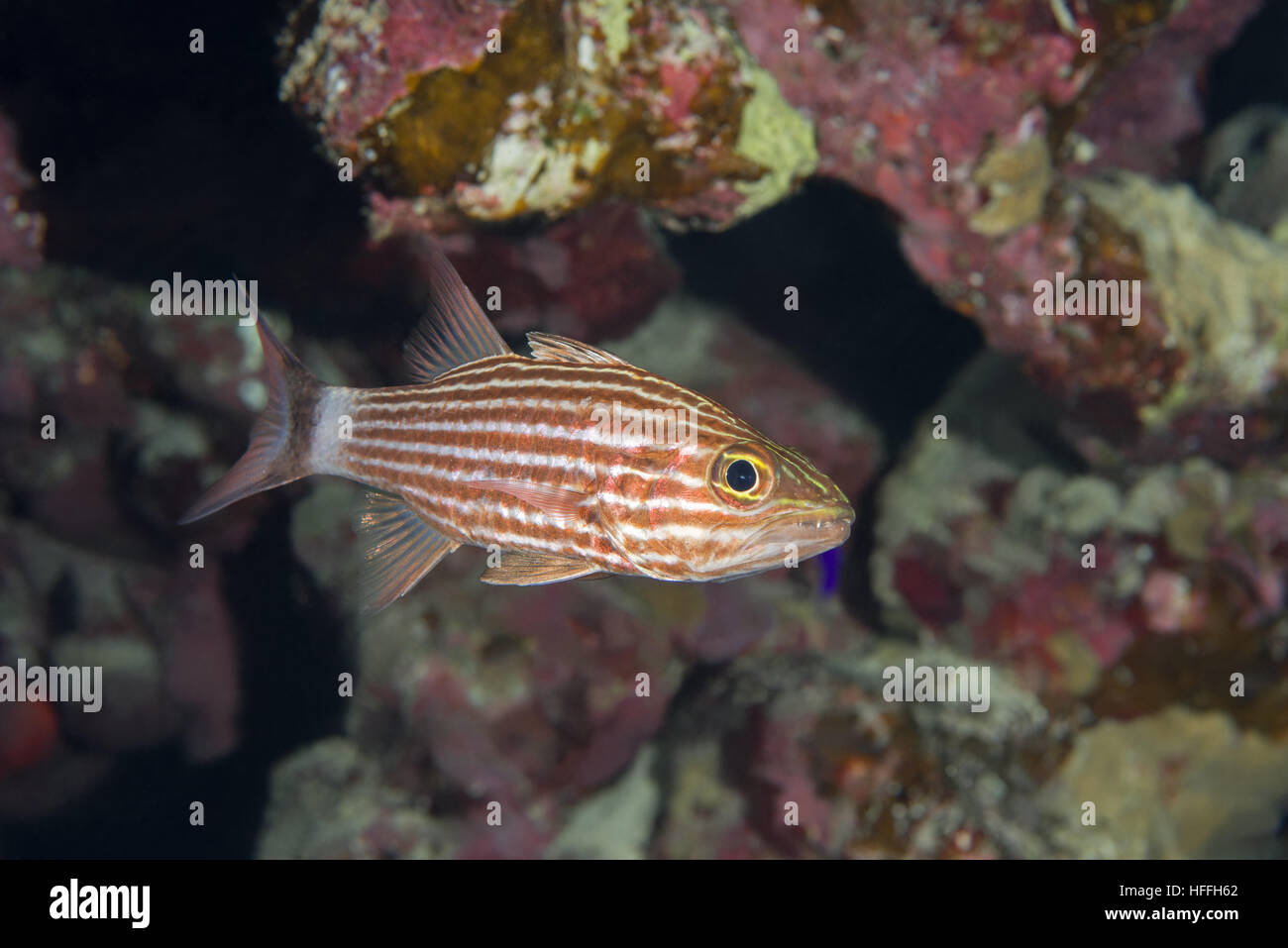 Largetoothed Cardinalfish, Pacific Tigers Kardinalbarschen oder Big-toothed Kardinal (Cheilodipterus Macrodon) vor dem Hintergrund eines Korallenriffs, rot se Stockfoto