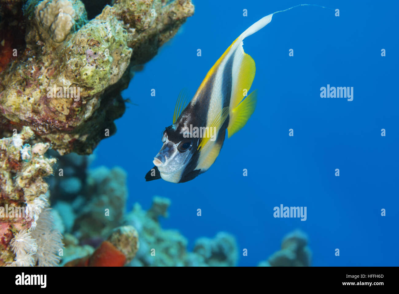 Wimpel Coralfish, Longfin Bannerfish, reef Bannerfish oder Kutscher (Heniochus Acuminatus) schwimmt in der Nähe von Coral Reef, Rotes Meer, Sharm El Sheikh, Sinai Penin Stockfoto