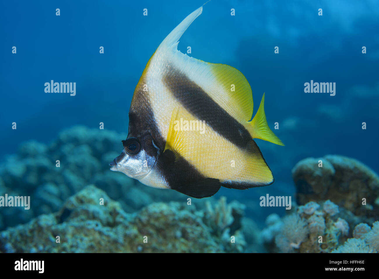 Wimpel Coralfish, Longfin Bannerfish, reef Bannerfish oder Kutscher (Heniochus Acuminatus) schwimmt in der Nähe von Coral Reef, Rotes Meer, Sharm El Sheikh, Sinai Penin Stockfoto