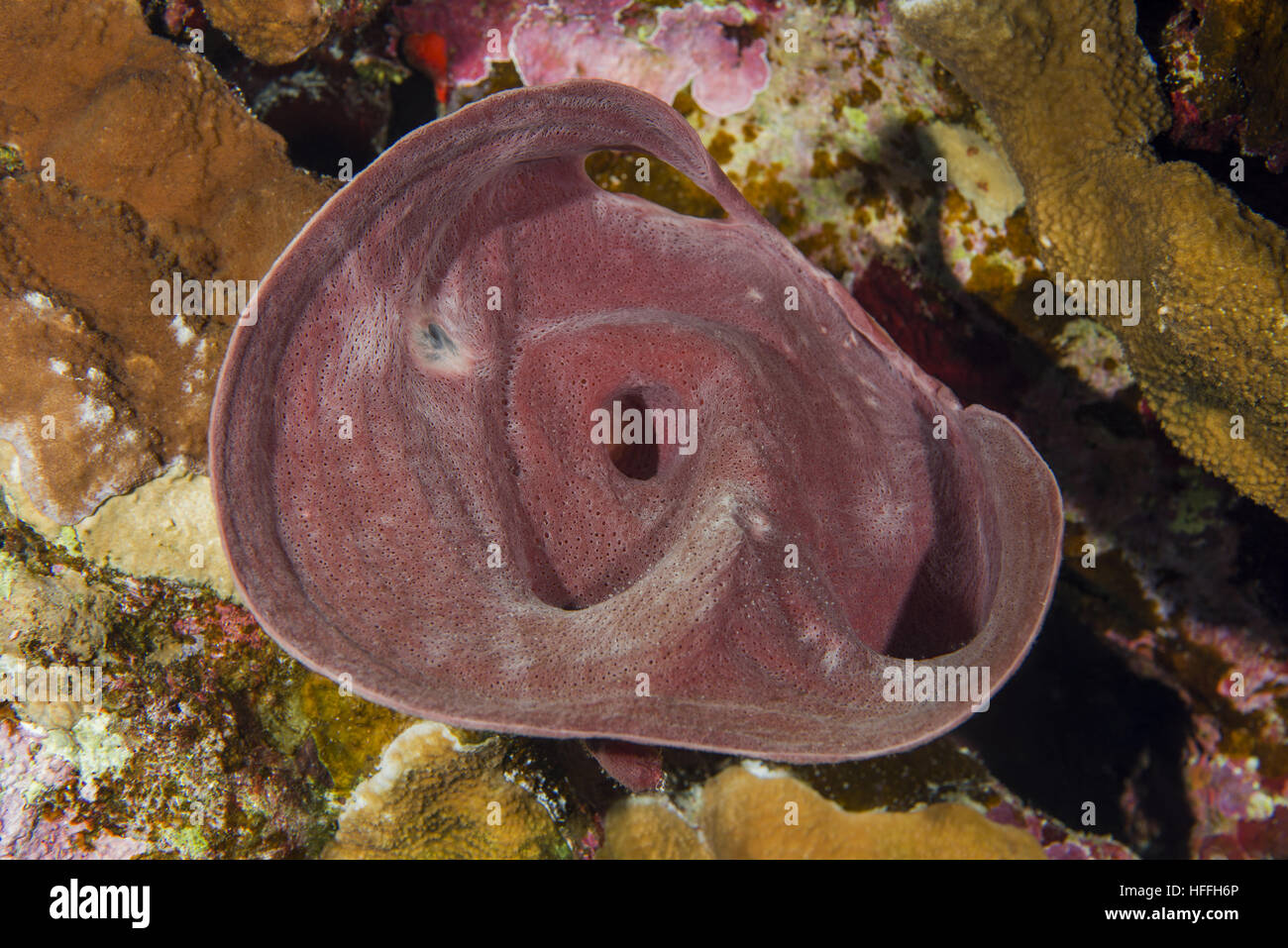 Stachelige Rohr-Schwamm (Callyspongia Crassa) Rotes Meer, Sharm El Sheikh, Sinai-Halbinsel, Ägypten Stockfoto