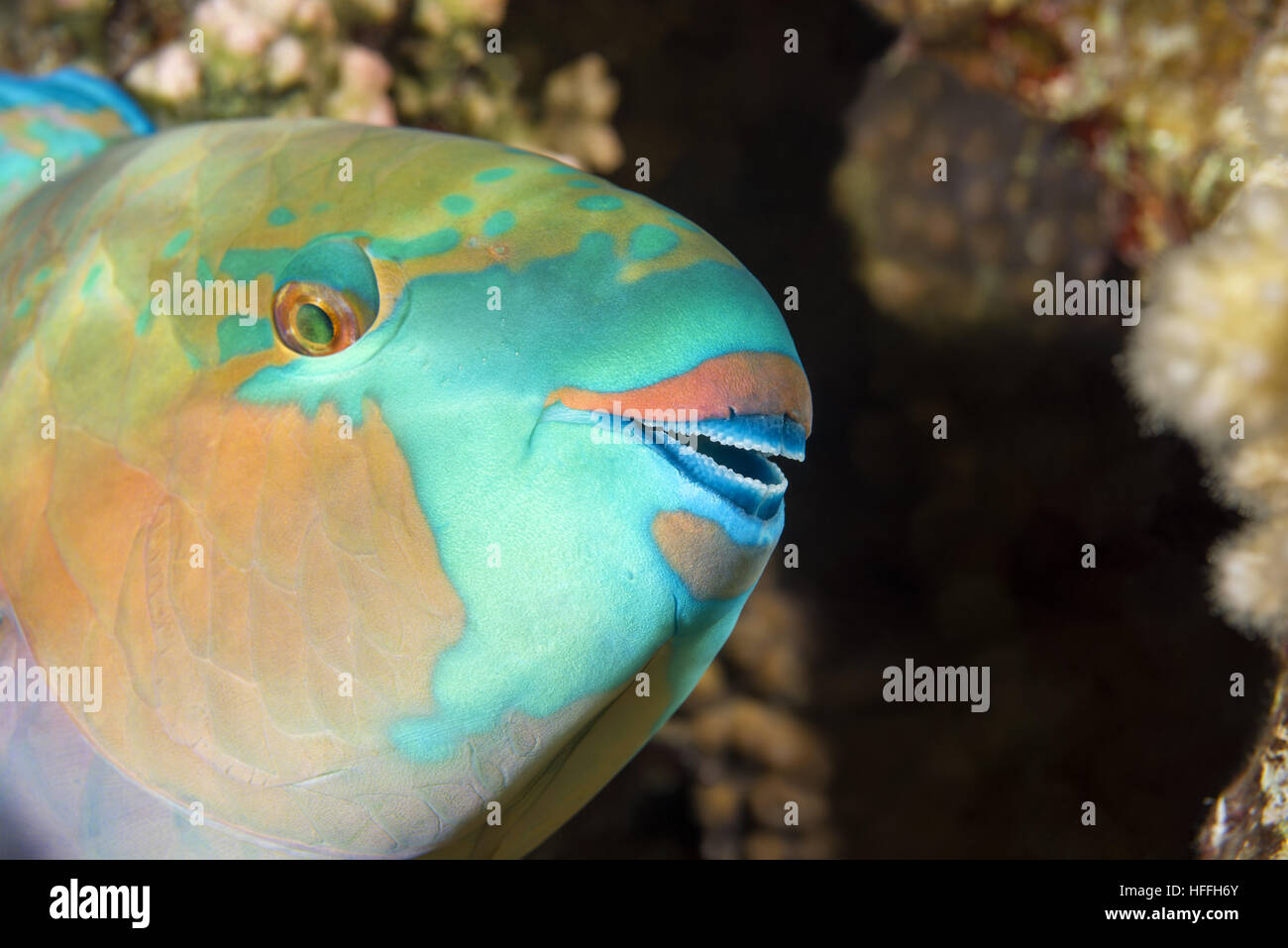 Porträt von Daisy Papageienfisch oder Bullethead Papageienfisch (Chlorurus Sordidus) schläft auf einem Korallenriff, Nachttauchen, Rotes Meer, Sharm El Sheikh, Sinai Stockfoto