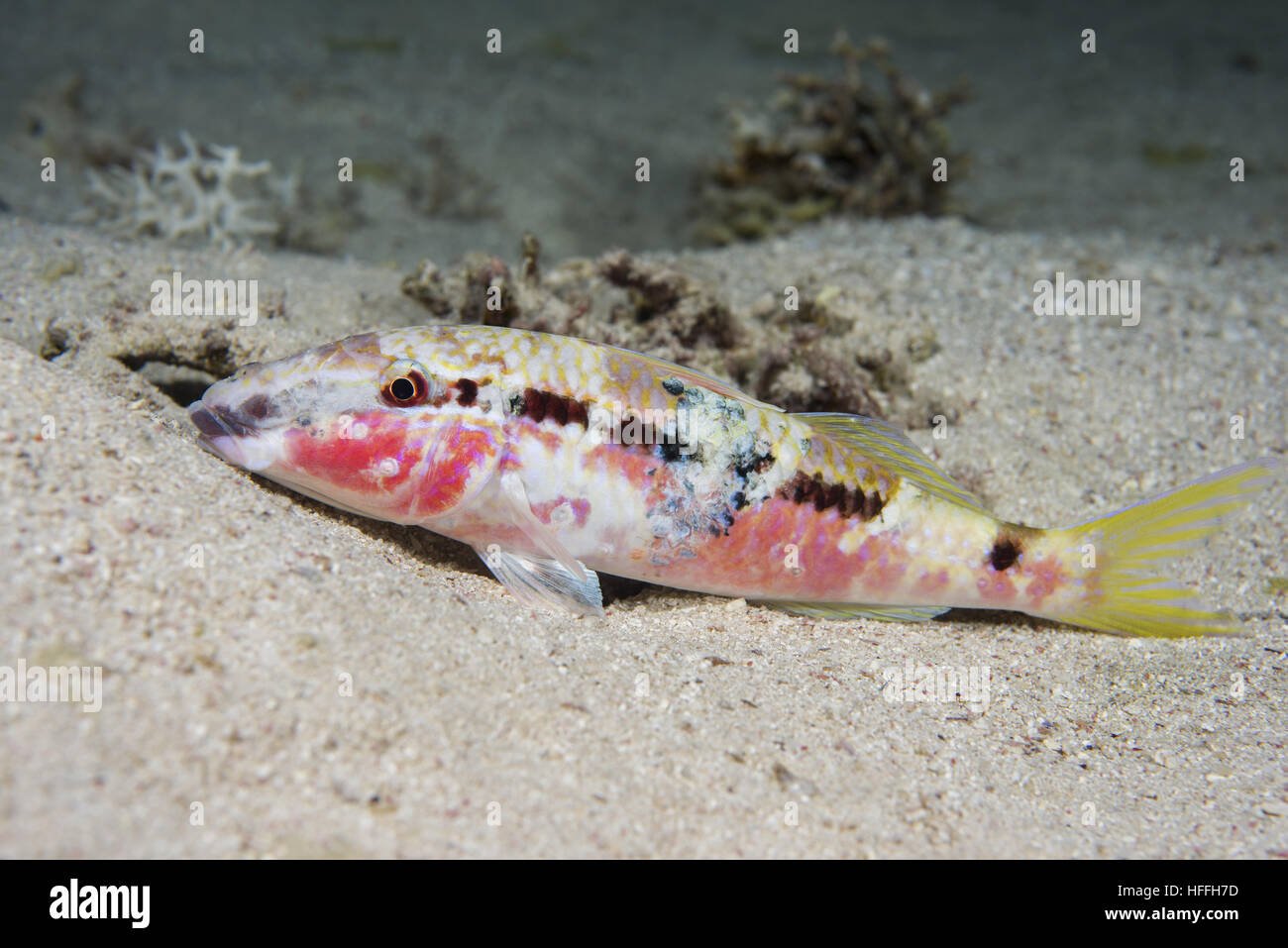 Die Forsskal Goatfish, Goldstriped Goatfish oder rote Meer Goatfish (Parupeneus Forsskali) Nachttauchgang, Rotes Meer, Dahab, Sinai-Halbinsel, Ägypten Stockfoto