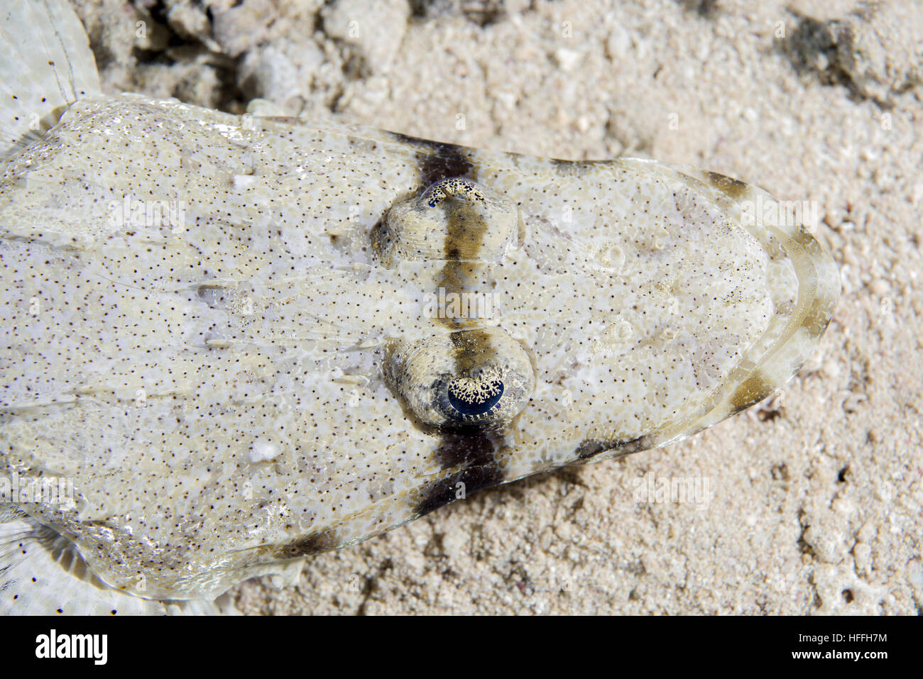 Porträt von Tentacled Flathead oder Crocodilefische (Papilloculiceps Longiceps), Rotes Meer, Sharm El Sheikh, Sinai-Halbinsel, Ägypten Stockfoto