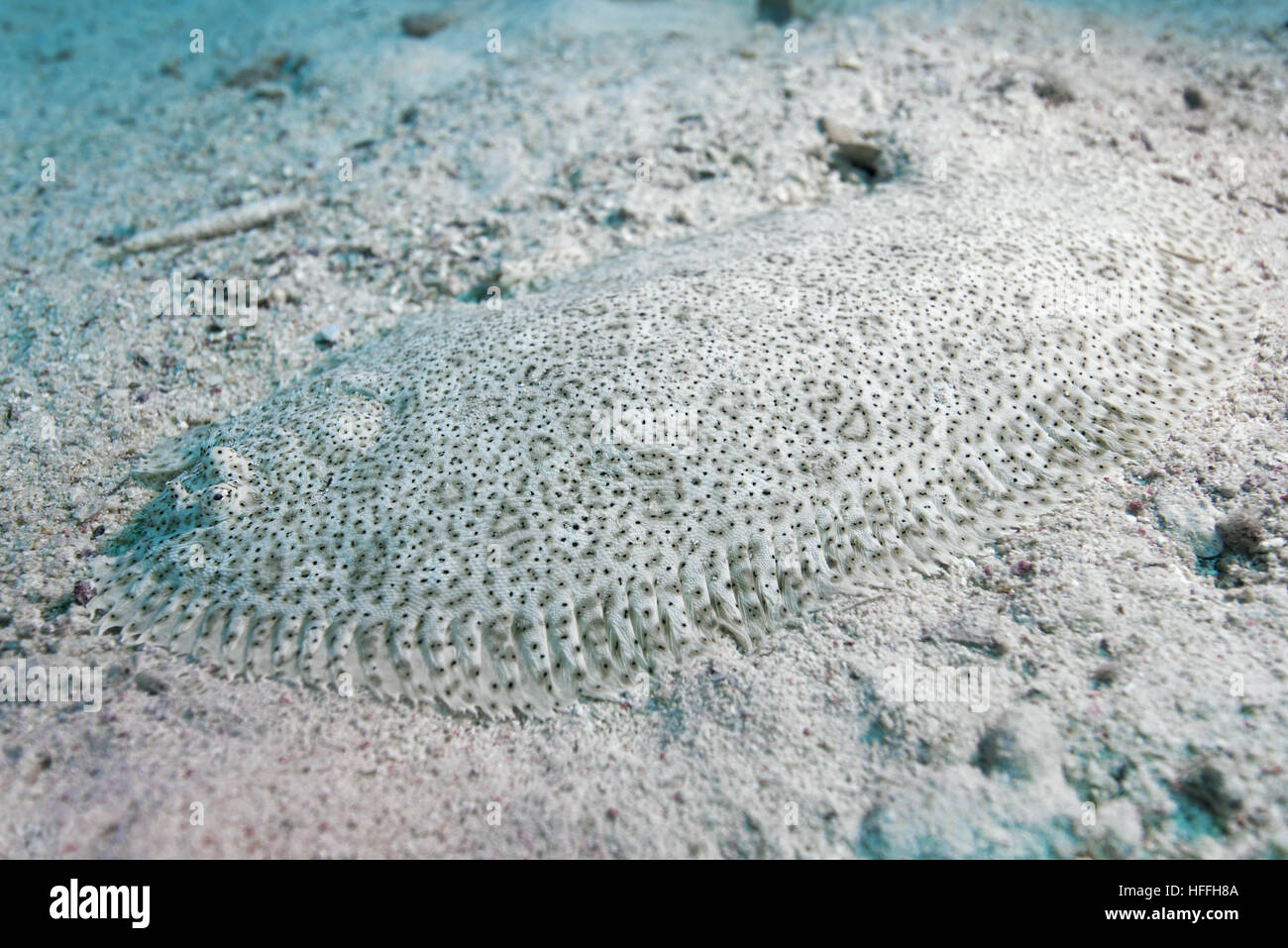 Schilfmeer Mose Sohle, gesprenkelte Sohle oder Finless Sohle (Pardachirus Marmoratus) auf dem sandigen Boden, Rotes Meer, Dahab, Sinai-Halbinsel, Ägypten Stockfoto