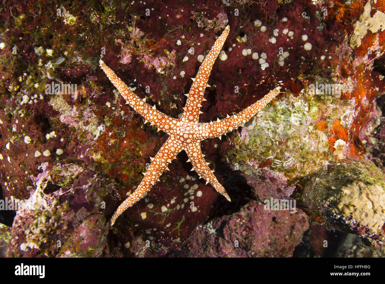 Elegante Seestern (Fromia Nodosa) Rotes Meer, Sharm El Sheikh, Sinai-Halbinsel, Ägypten Stockfoto