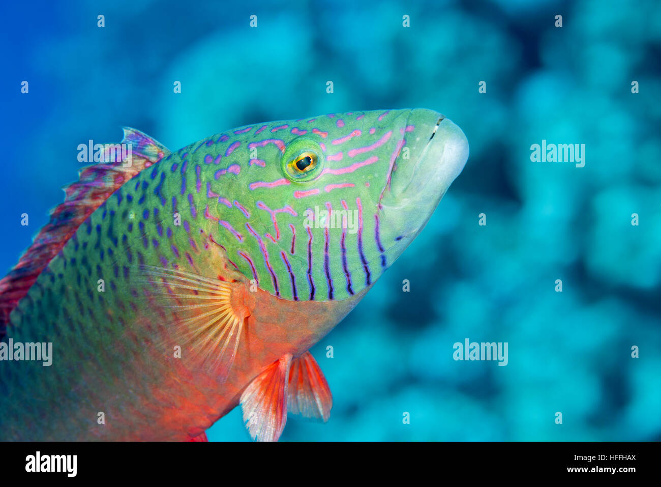 Wange gesäumten Lippfische oder Bandcheek Lippfisch (Oxycheilinus Digramma) Rotes Meer, Sharm El Sheikh, Sinai-Halbinsel, Ägypten Stockfoto