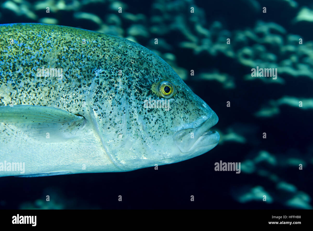 Porträt von Bluefin Trevally, Bayad, rotem Jack, rotem Kingfish, Bluefinned Crevalle, blaue Ulua, Omilu oder gefleckte Trevally (Caranx Melampygus) rot Stockfoto