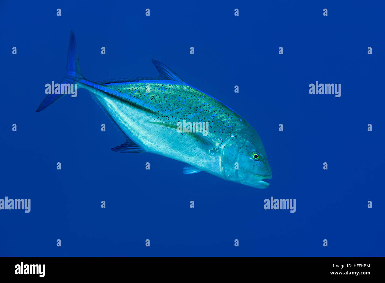 Bluefin Trevally, Bayad, Bluefin Jack, rotem Kingfish, Bluefinned Crevalle, blaue Ulua, Omilu oder gefleckte Trevally (Caranx Melampygus) auf blaue Hinterg Stockfoto