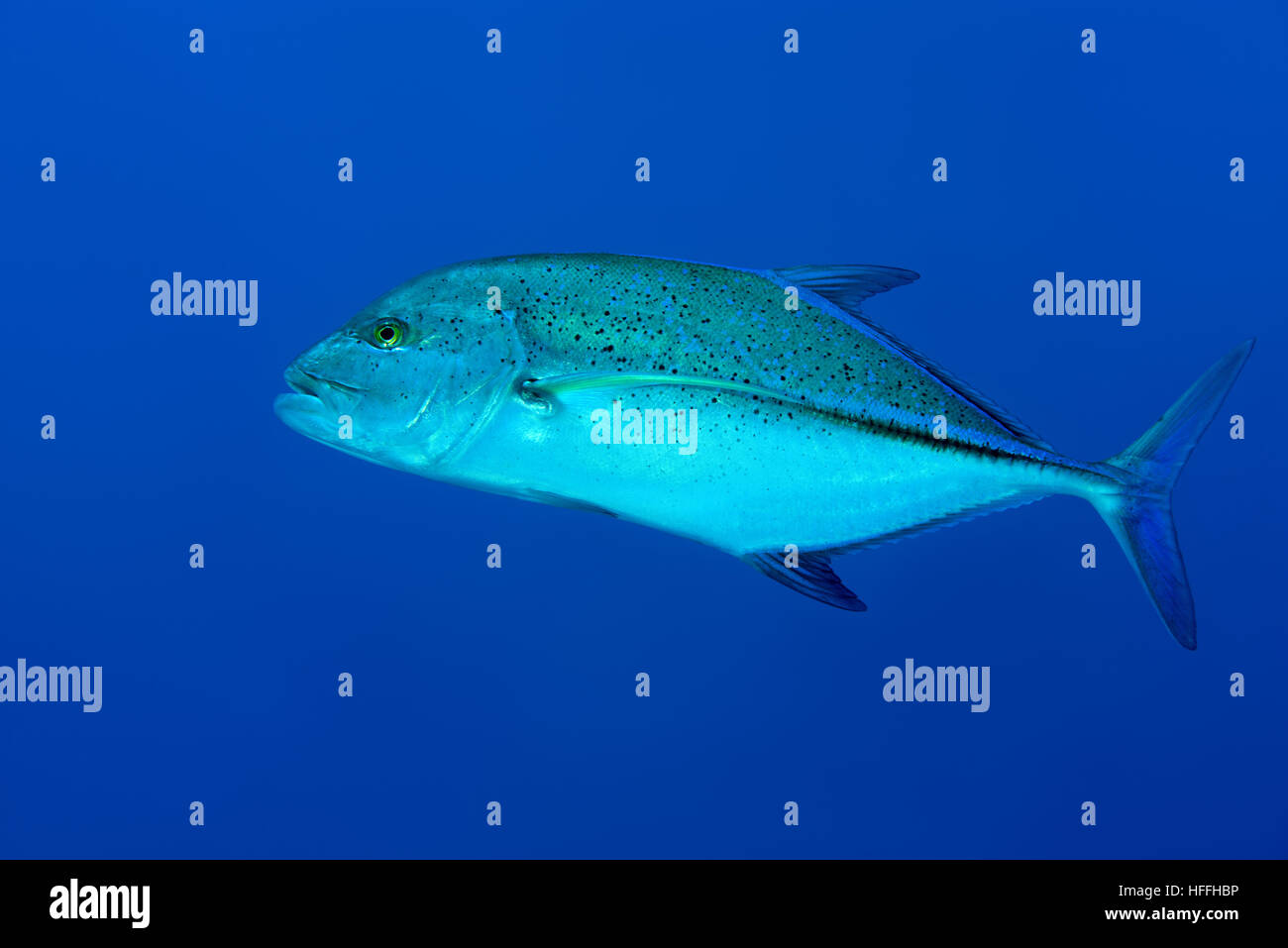 Bluefin Trevally, Bayad, Bluefin Jack, rotem Kingfish, Bluefinned Crevalle, blaue Ulua, Omilu oder gefleckte Trevally (Caranx Melampygus) auf blaue Hinterg Stockfoto