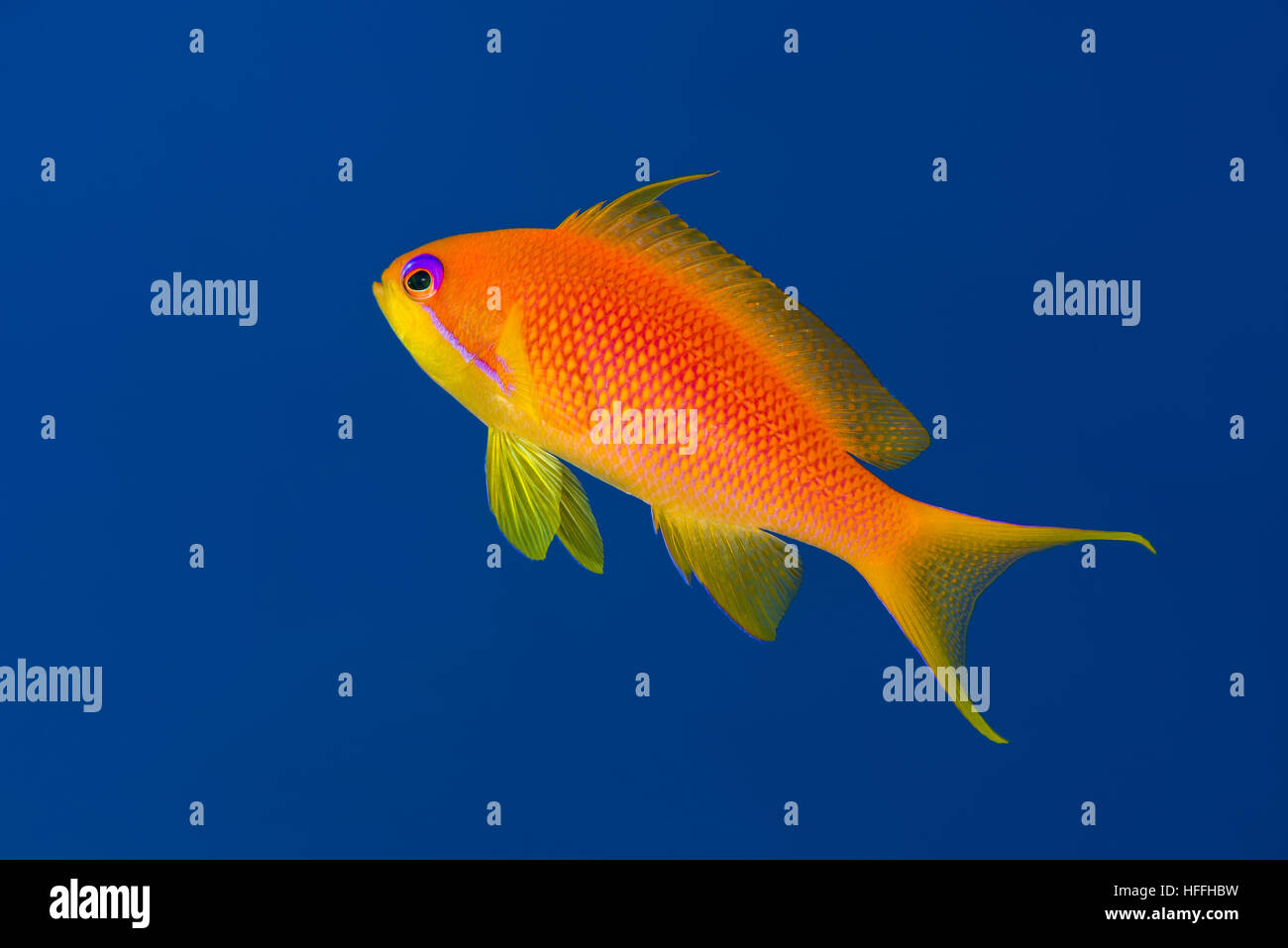 Weibliche Meer Goldie, Lyretail Coralfish, Lyretail Anthias oder Scalefin Anthias (Pseudanthias Squamipinnis) auf dem Hintergrund des blauen Wassers, Rotes Meer Stockfoto