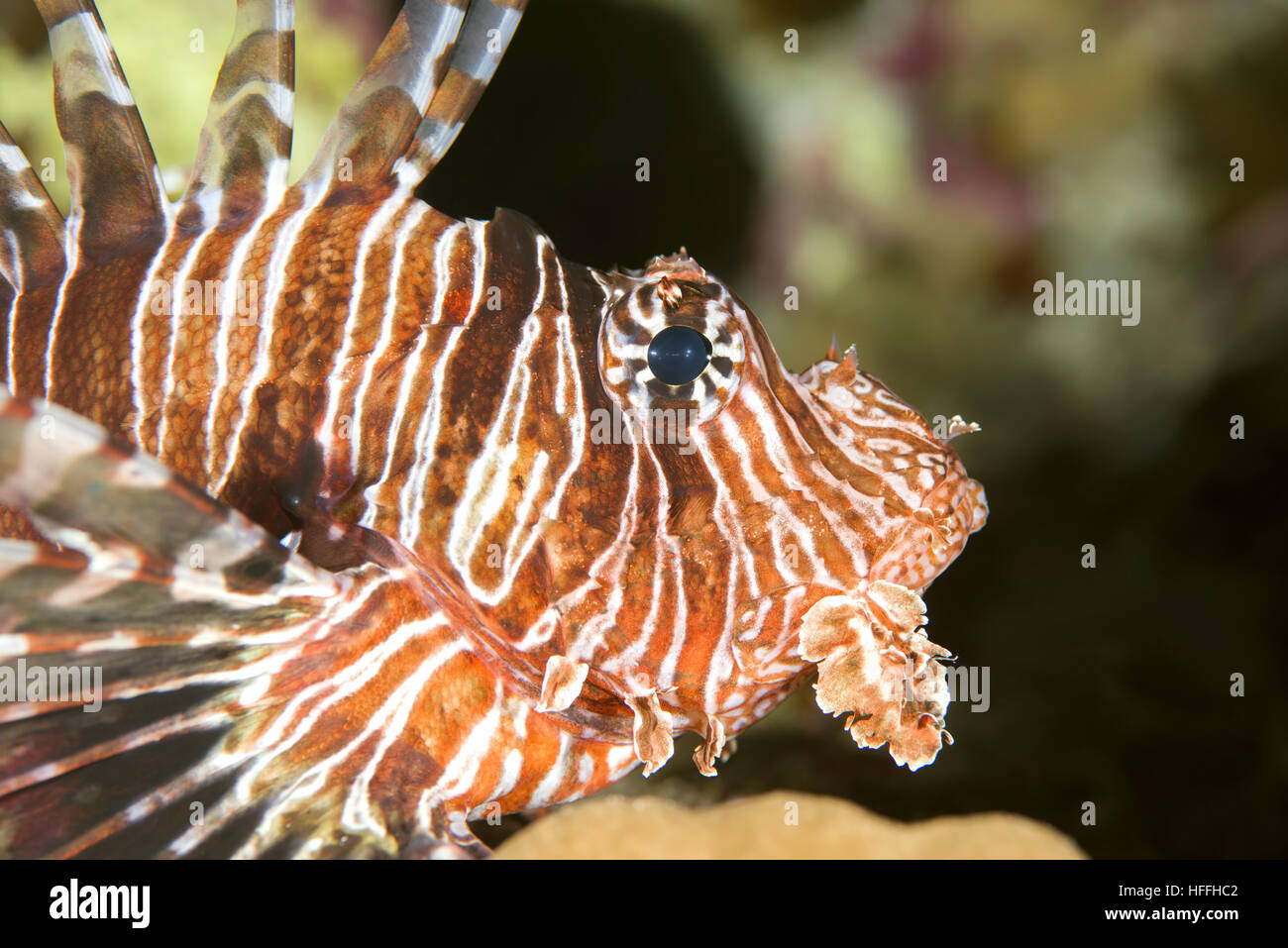 Porträt des roten Rotfeuerfisch (Pterois Volitans), Rotes Meer, Dahab, Sinai-Halbinsel, Ägypten Stockfoto