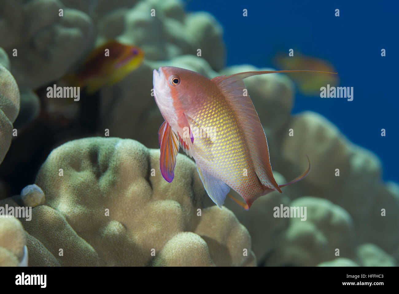 Männliche Meer Goldie, Lyretail Coralfish, Lyretail Anthias oder Scalefin Anthias (Pseudanthias Squamipinnis) vor dem Hintergrund eines Korallenriffs, Rotes Meer Stockfoto