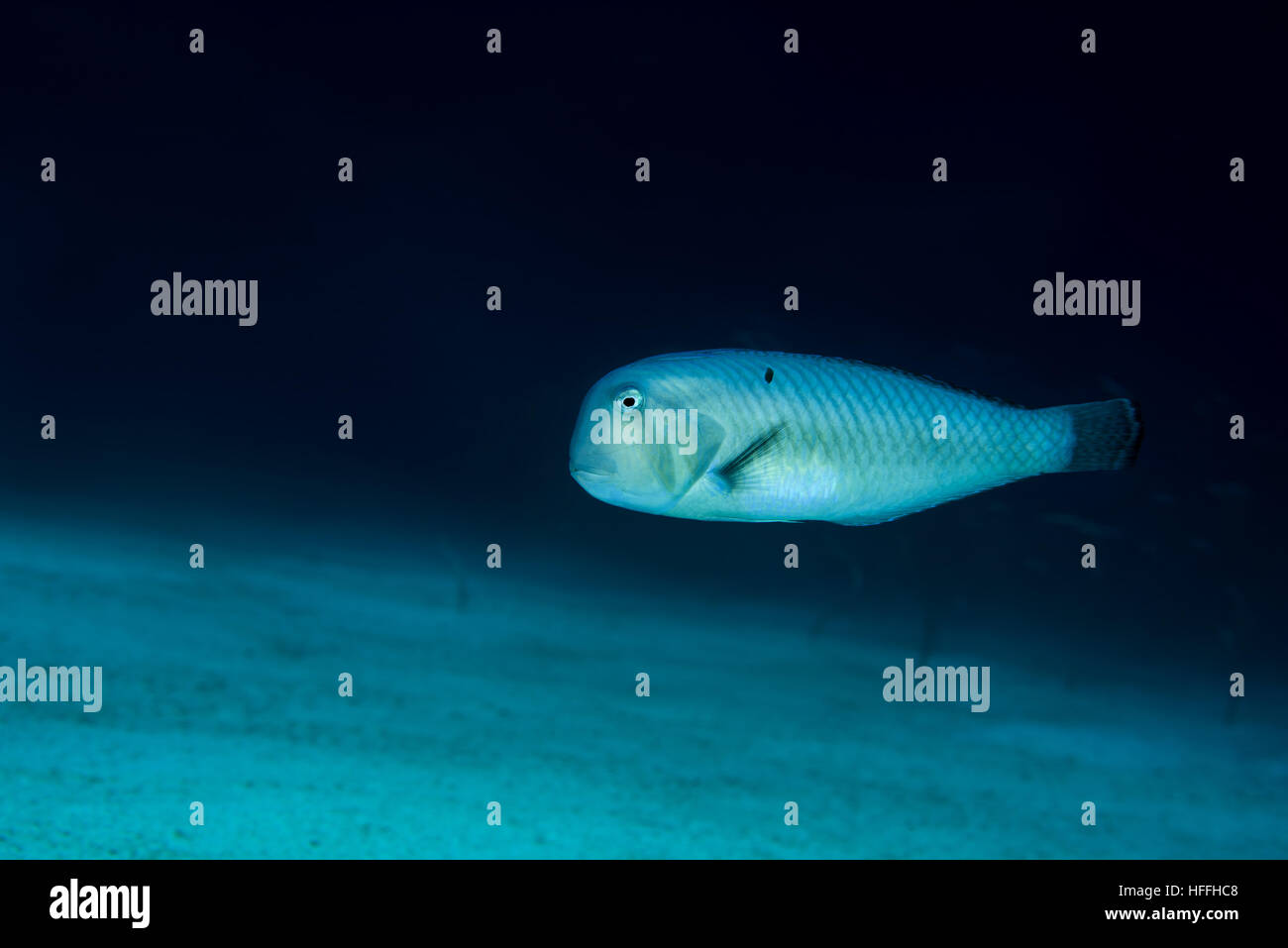 Pearly Razorfish oder Hackmesser Lippfisch (Xyrichtys Novacula) schwimmt über sandigem Untergrund, Rotes Meer, Dahab, Sinai-Halbinsel, Ägypten Stockfoto