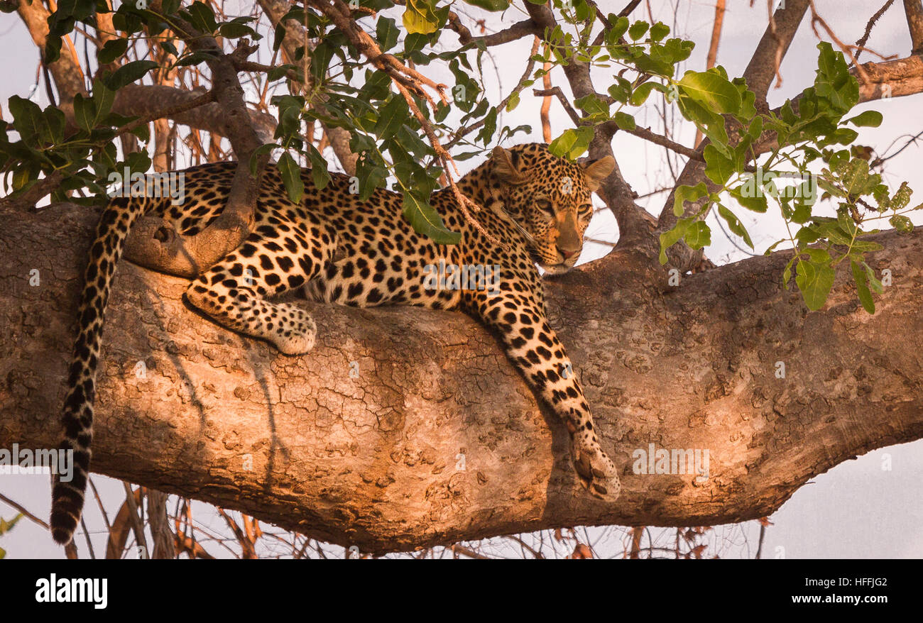 Leopard liegt hoch auf einem Baum Stockfoto