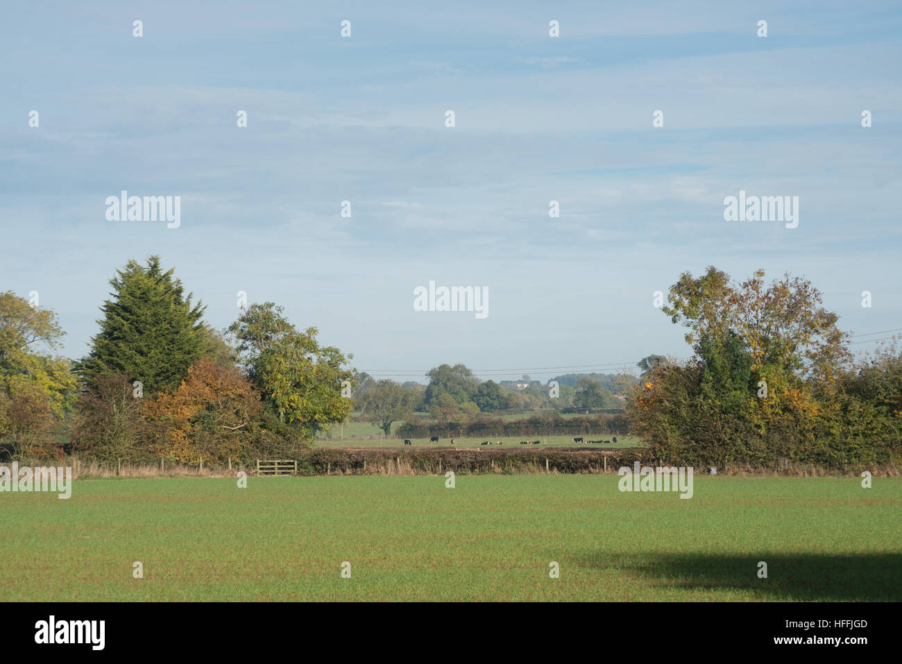 Landschaft, Middleton Cheney, Northamptonshire, England, Vereinigtes Königreich Stockfoto