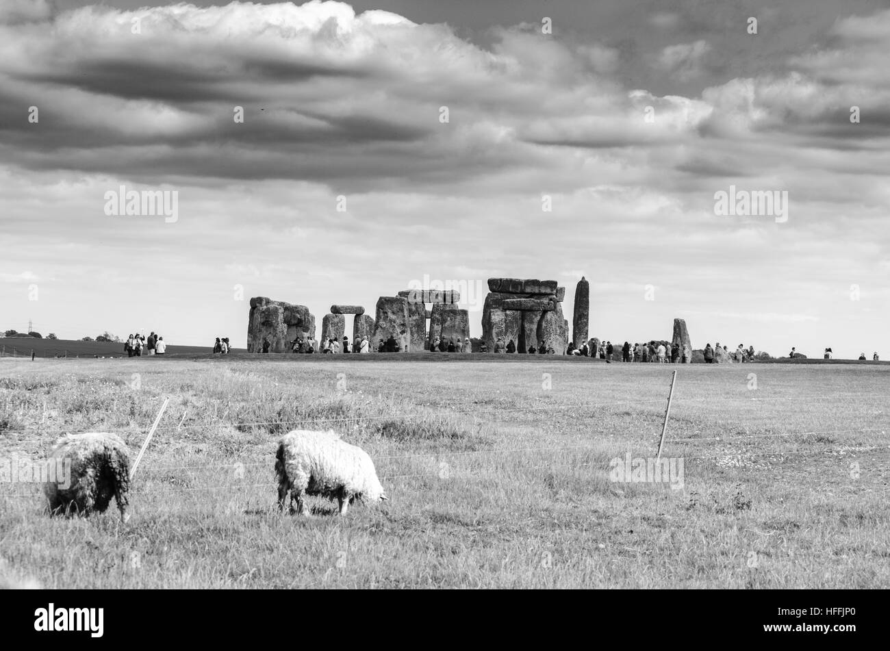 Schafbeweidung als dunkle Wolken schweben über Stonehenge, Salisbury, England Stockfoto