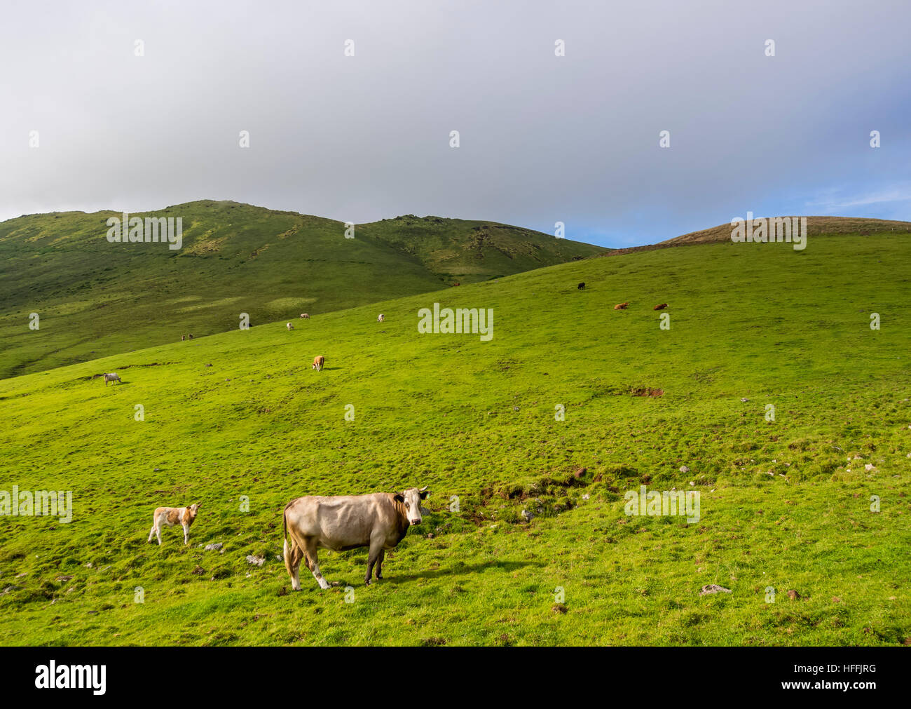Portugal, Azoren, Corvo, Kühe auf den grünen Feldern. Stockfoto