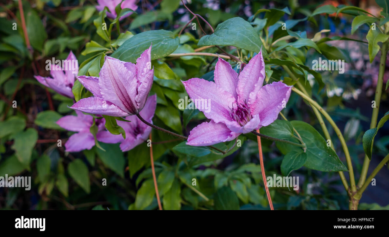 Makroaufnahme von hell lila Blüten. Stockfoto