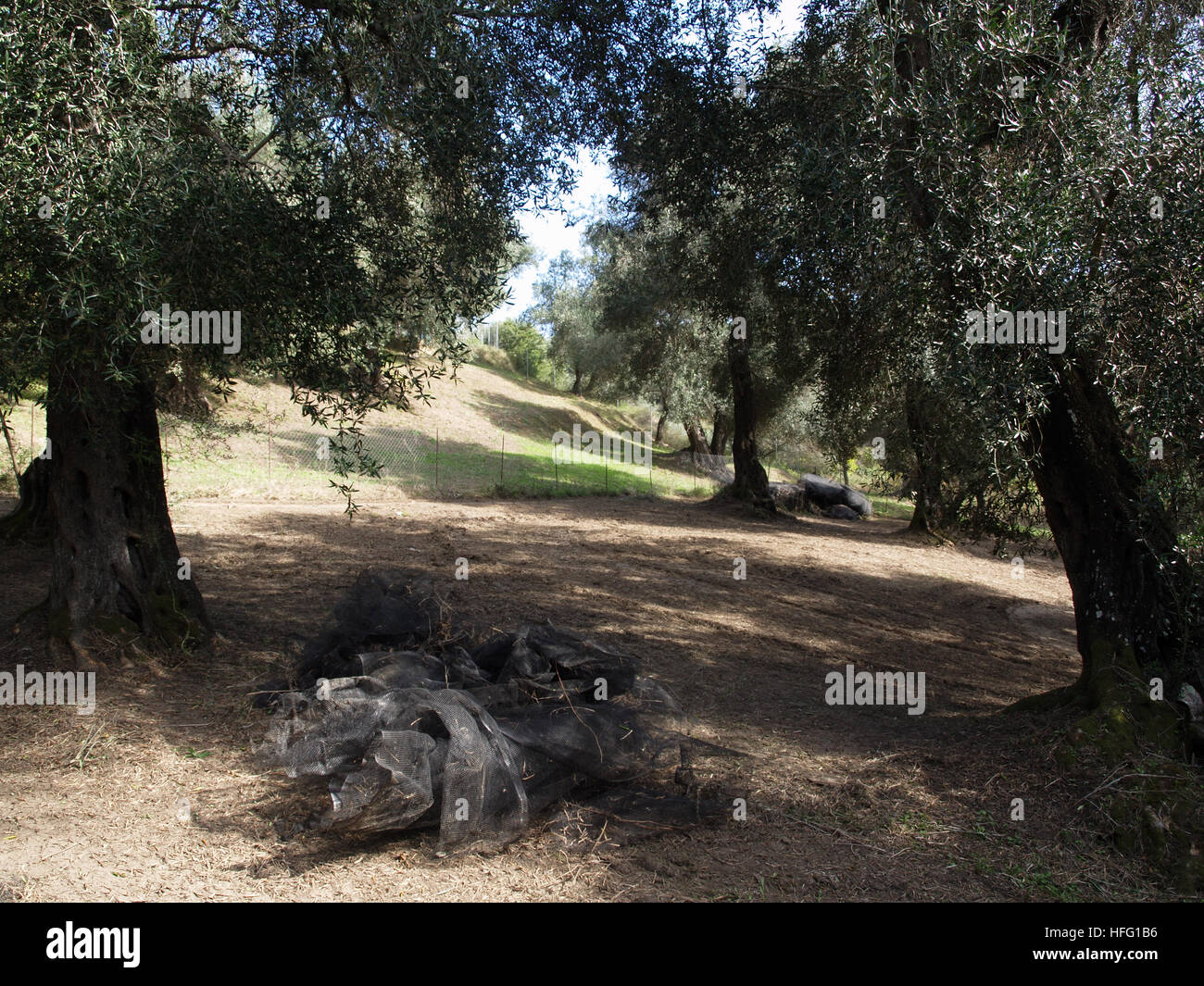 Ein Olivenhain in der Nähe von Karousades, Korfu, Griechenland mit Netzen reif für die Ernte Stockfoto