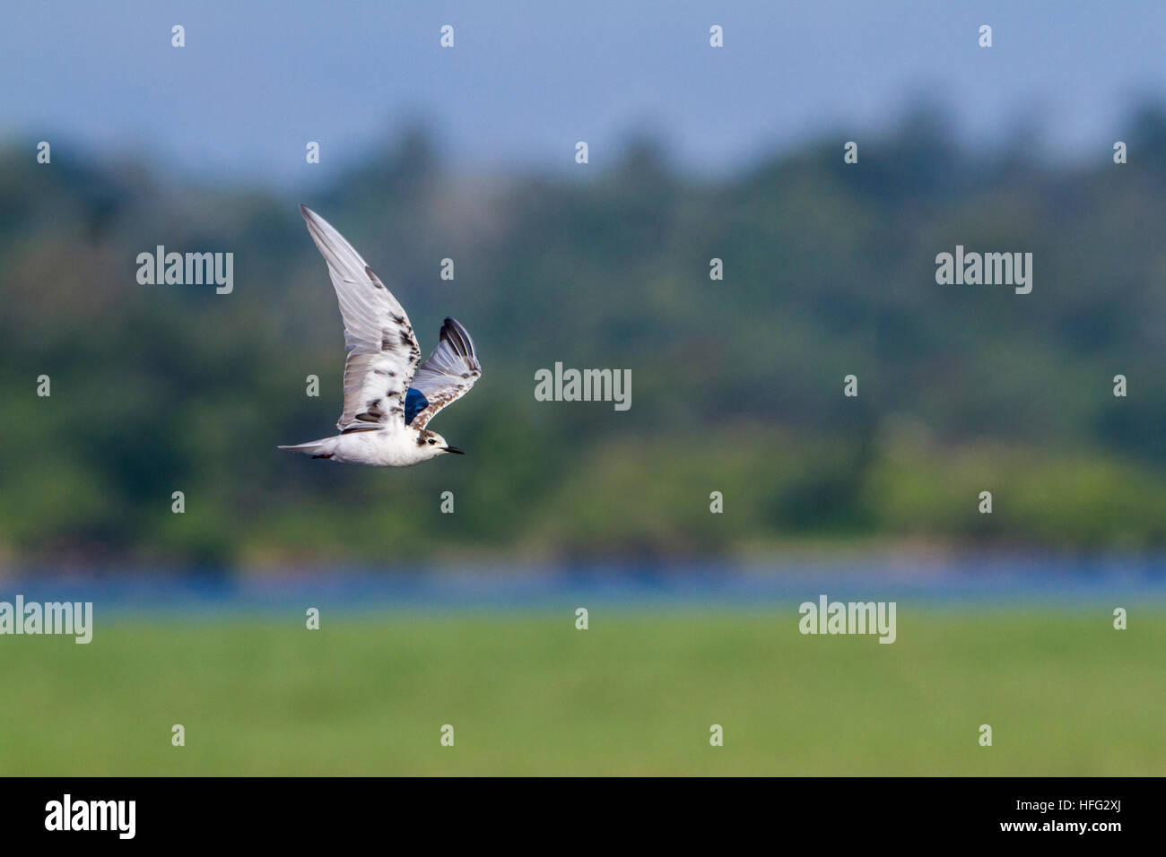 Weissbart Seeschwalbe in Arugam Bay Lagune, Sri Lanka; Specie Chlidonias Hybrida Familie Laridae Stockfoto