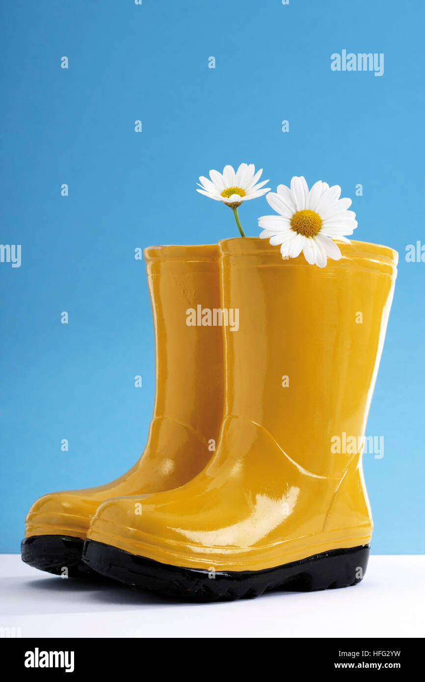 Zwei Oxeye Gänseblümchen spähen aus gelbe Gummistiefel: Symbol für die Gartensaison Stockfoto