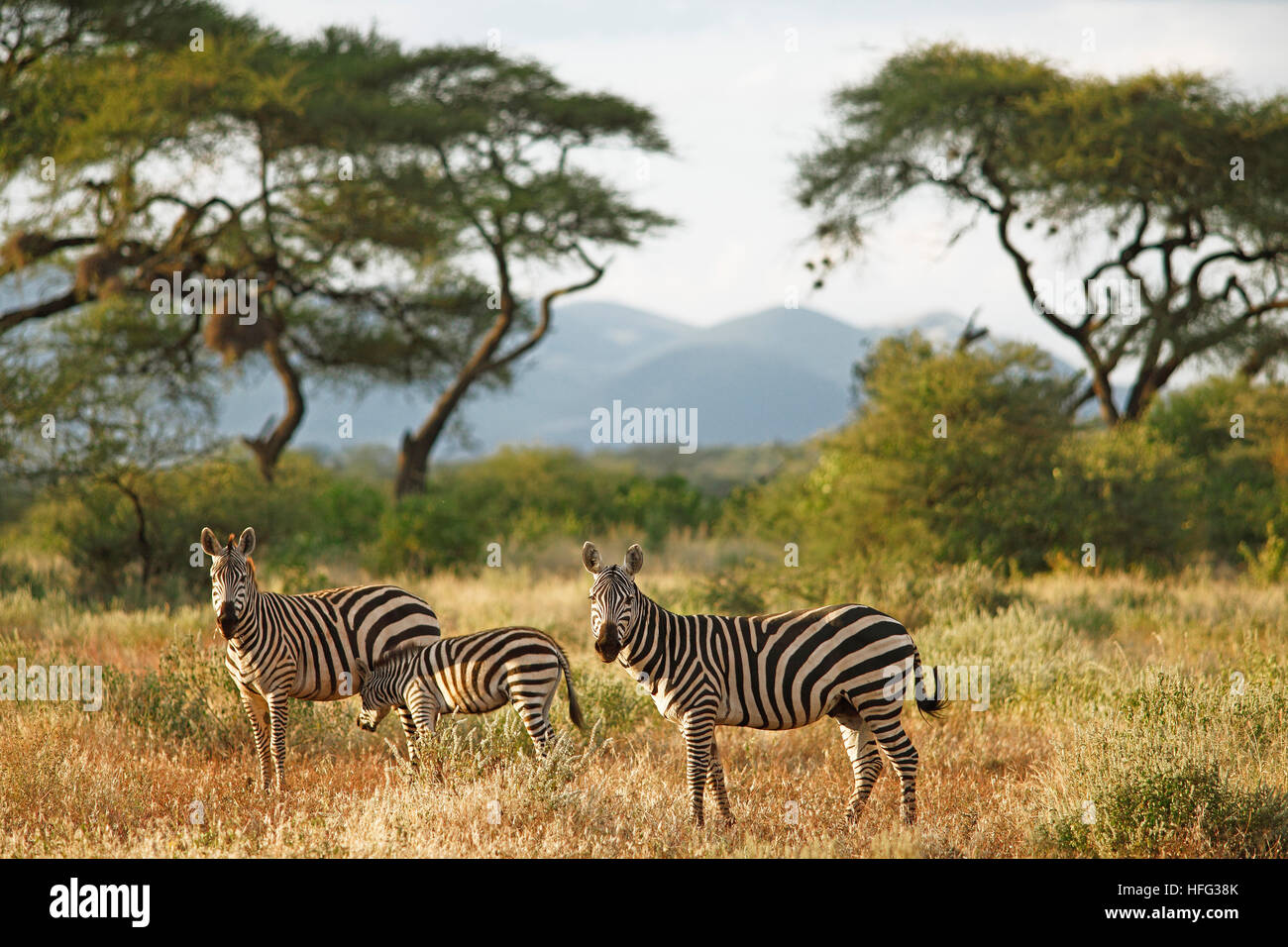 Ebenen Zebras (Equus Quagga), Akazien in den Rücken, Tsavo West Nationalpark, Taita Taveta County, Kenia Stockfoto