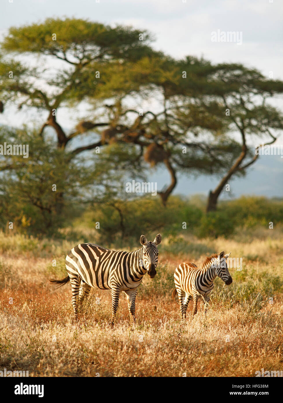 Ebenen Zebra (Equus Quagga), mit Jungtier, Akazien in den Rücken, Tsavo West Nationalpark, Taita Taveta County, Kenia Stockfoto
