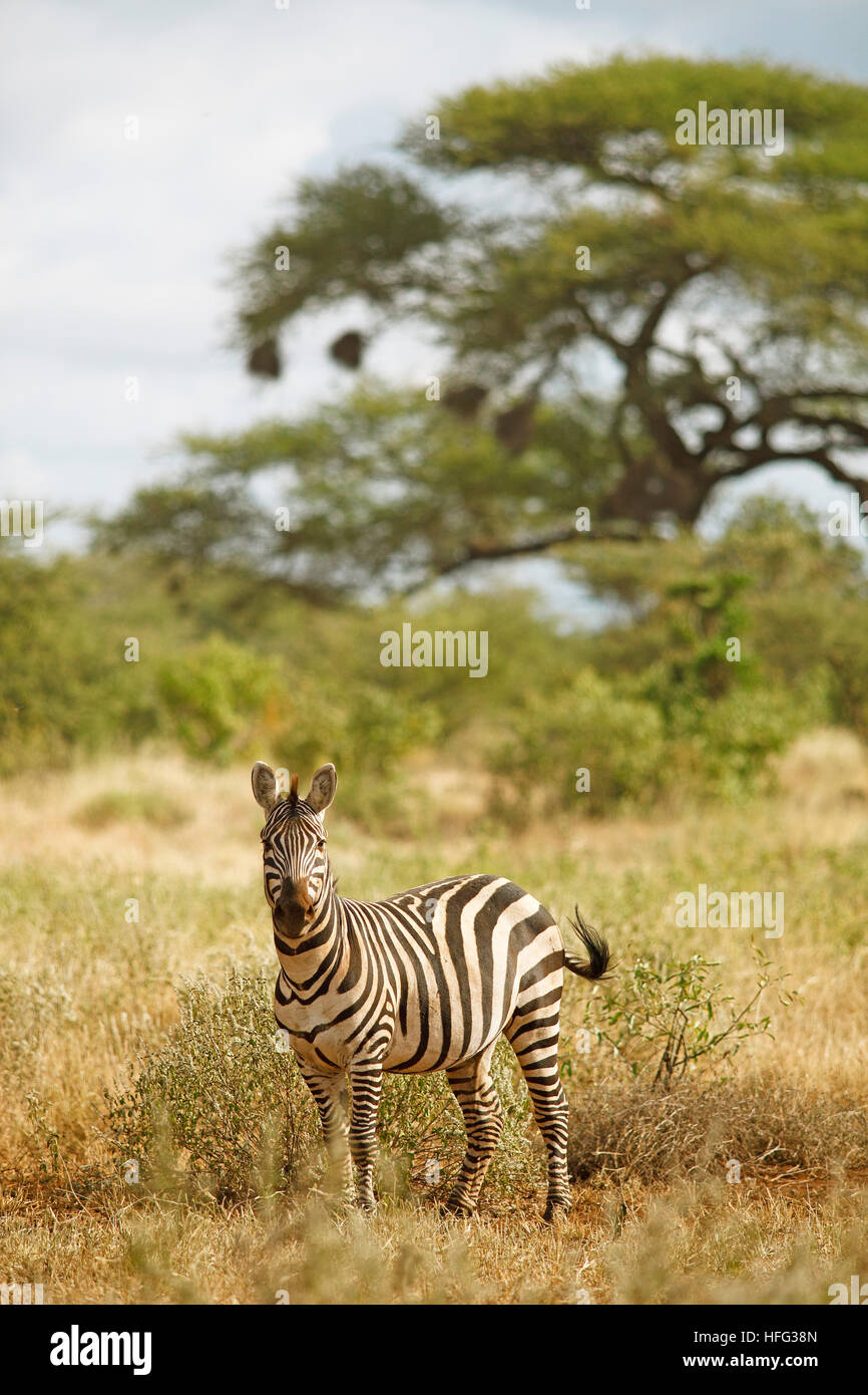 Ebenen Zebra (Equus Quagga), Akazien in den Rücken, Tsavo West Nationalpark, Taita Taveta County, Kenia Stockfoto
