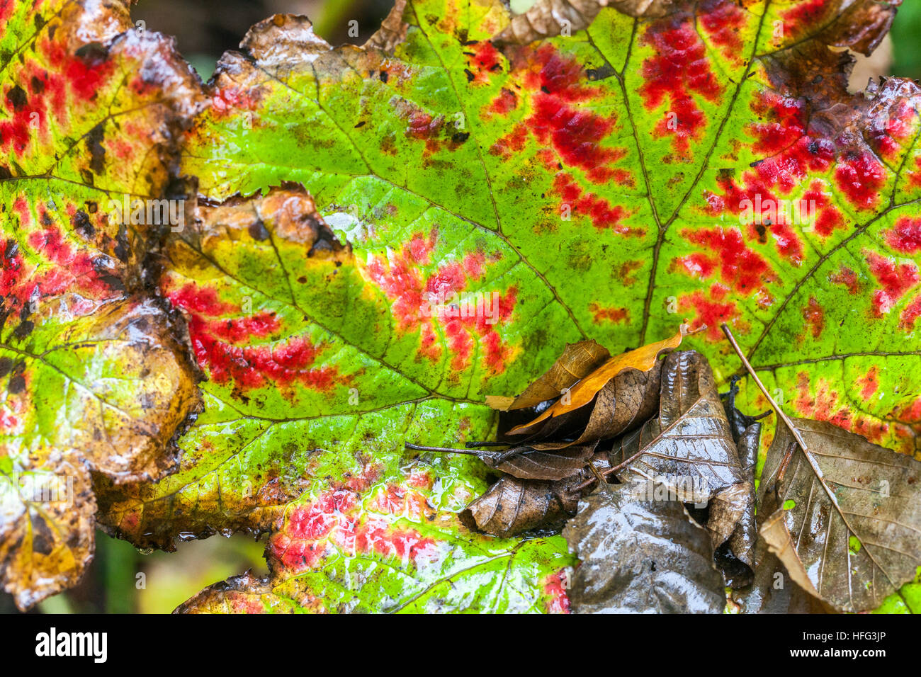Riesige Pestwurz Blätter Petasites Japonicus groß im Herbst Farbe Stockfoto