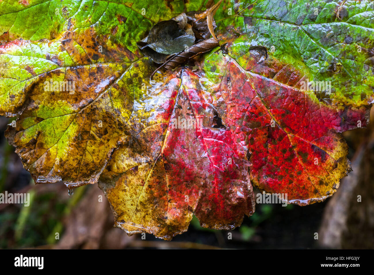 Riesige Pestwurz Blätter Petasites Japonicus groß im Herbst Farbe Stockfoto